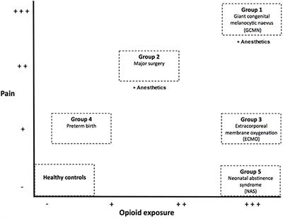 Neonatal Pain, Opioid, and Anesthetic Exposure; What Remains in the Human Brain After the Wheels of Time?